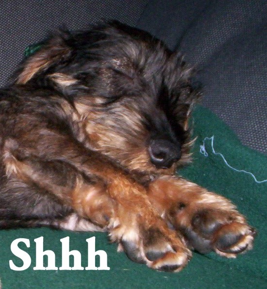 A Dog’s Life