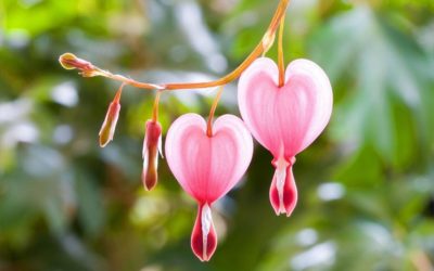 Heart Flowers