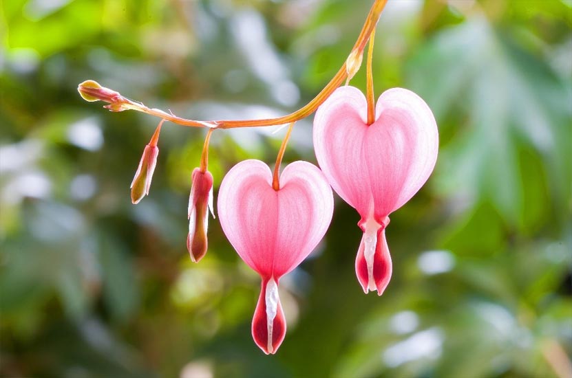 Heart Flowers